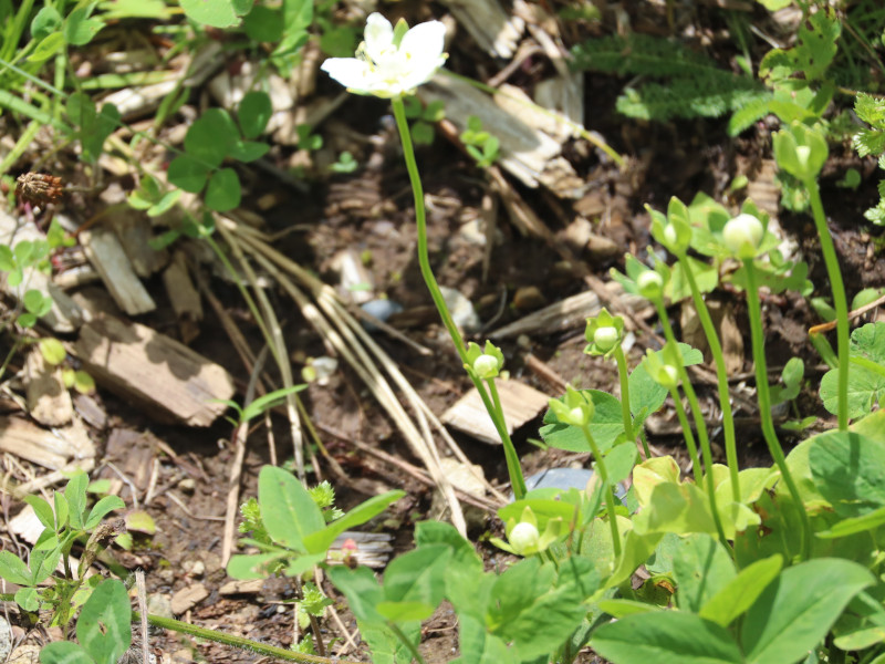 marsh grass of Parnassus