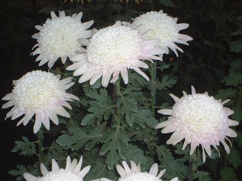 杭白菊 Chrysanthemum Morifolium 科技研花图画书