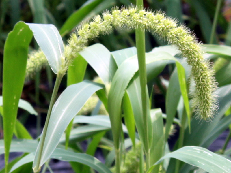 アワ | Setaria italica | かぎけん花図鑑