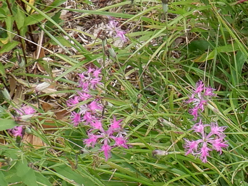 Dianthus speciosus 