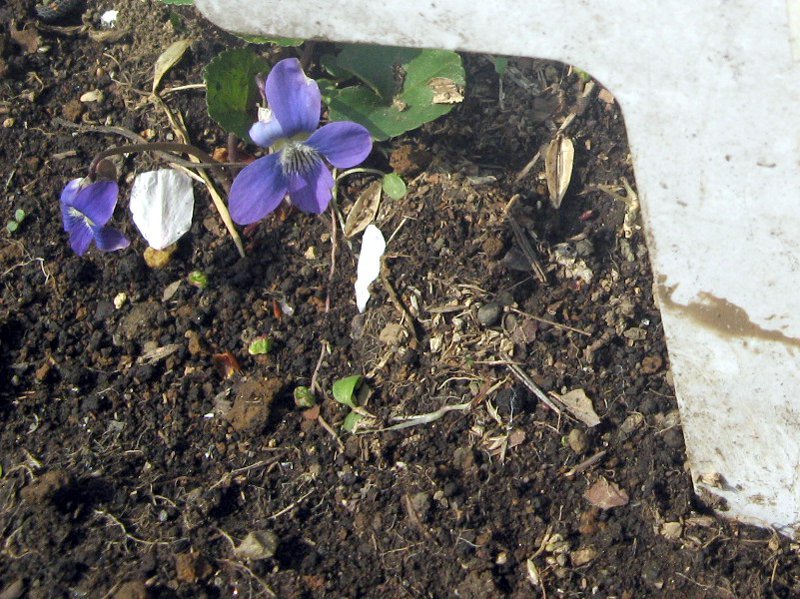 藍菫菜 Viola Sororia 科技研花图画书