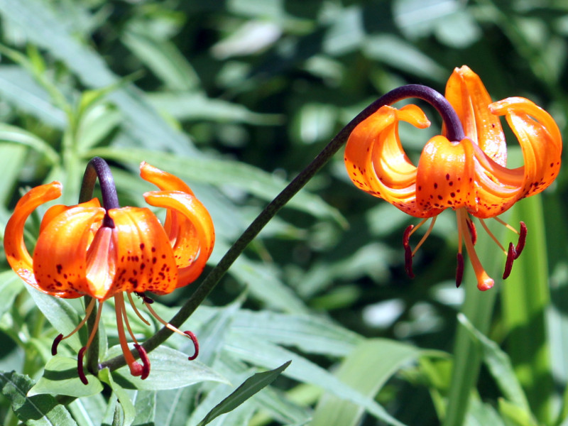 クルマユリ Lilium Medeoloides かぎけん花図鑑