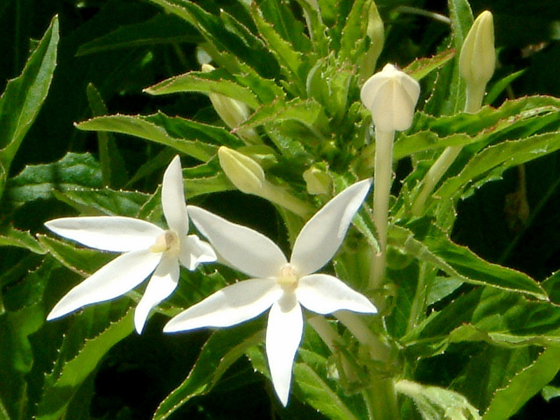 イソトマ Isotoma Axillaris かぎけん花図鑑