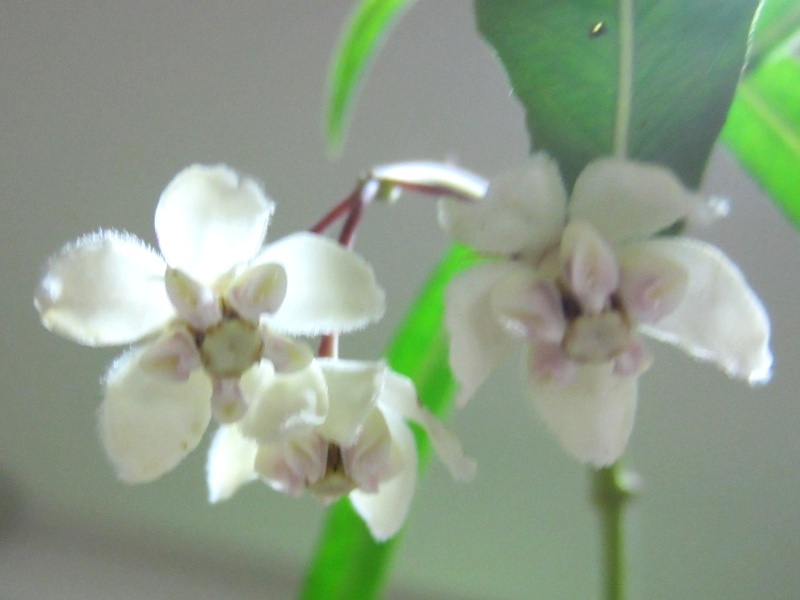 Asclepias physocarpa