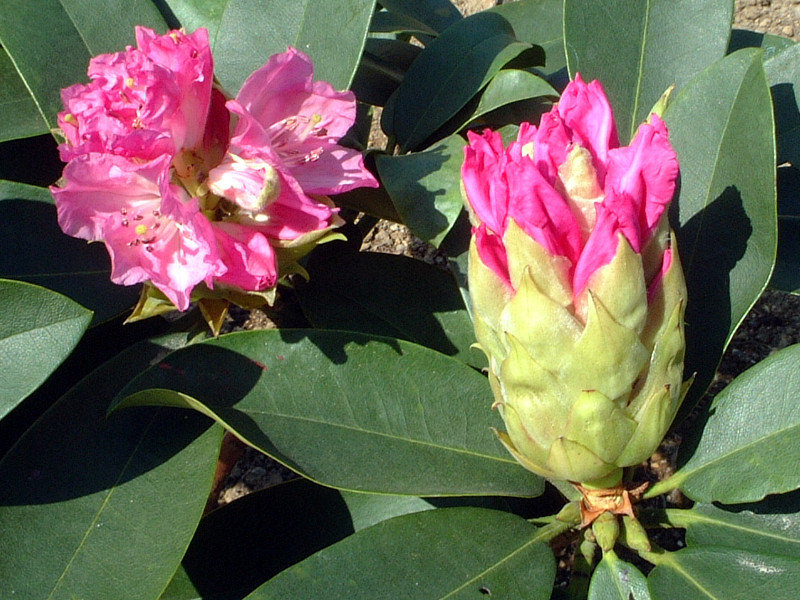 Rhododendron