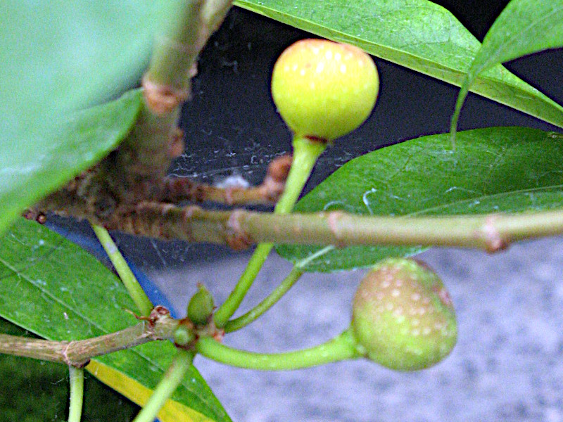 Ficus erecta