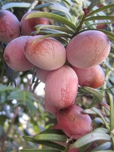 Cephalotaxus harringtonia