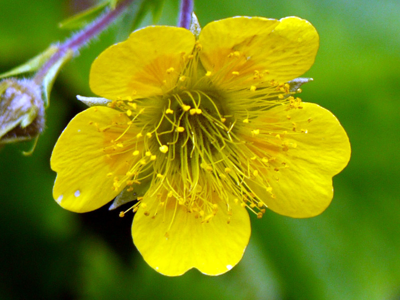 Geum nipponicum