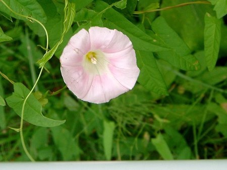 誕生花　6月25日　ヒルガオ