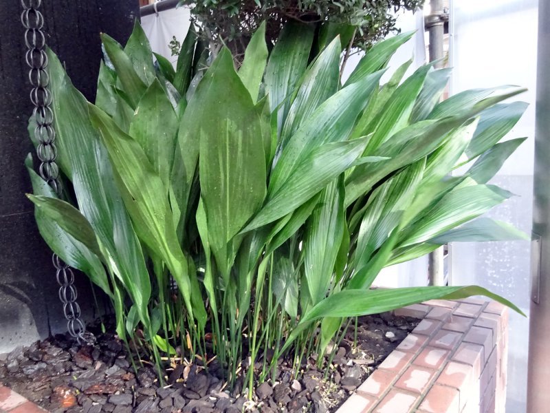 ハラン Aspidistra Elatior かぎけん花図鑑