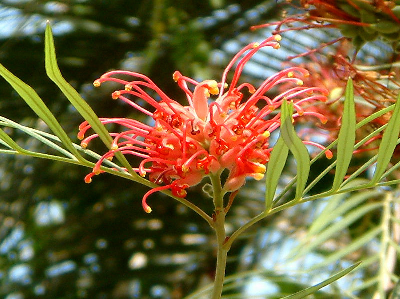 Grevillea banksii