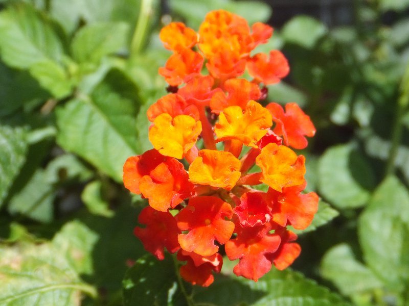 Lantana