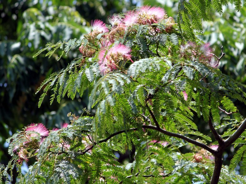 Albizia julibrissin