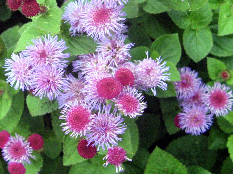 熊耳草 Ageratum Houstonianum 科技研花图画书