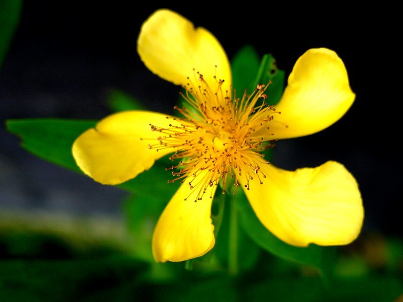 Great St. Johnswort