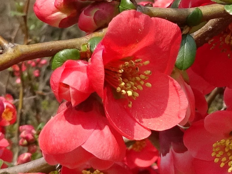 ボケ Chaenomeles Speciosa かぎけん花図鑑