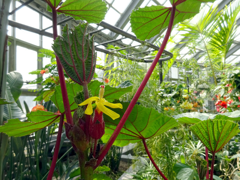 Prickly Umbrella