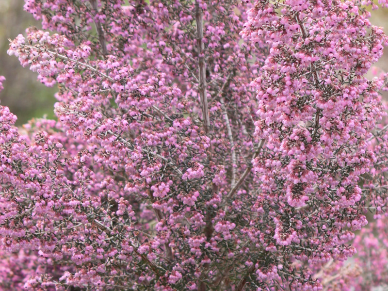 Erica canaliculata