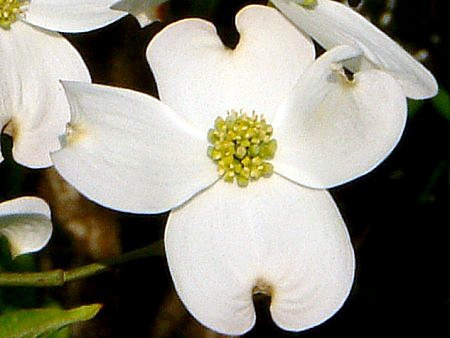 Flowering dogwood