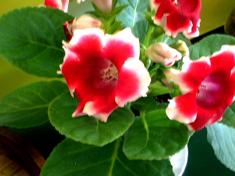 Gloxinia