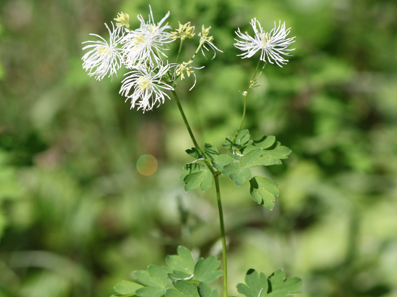 カラマツソウ Thalictrum Aquilegifolium Var Intermedium かぎけん花図鑑