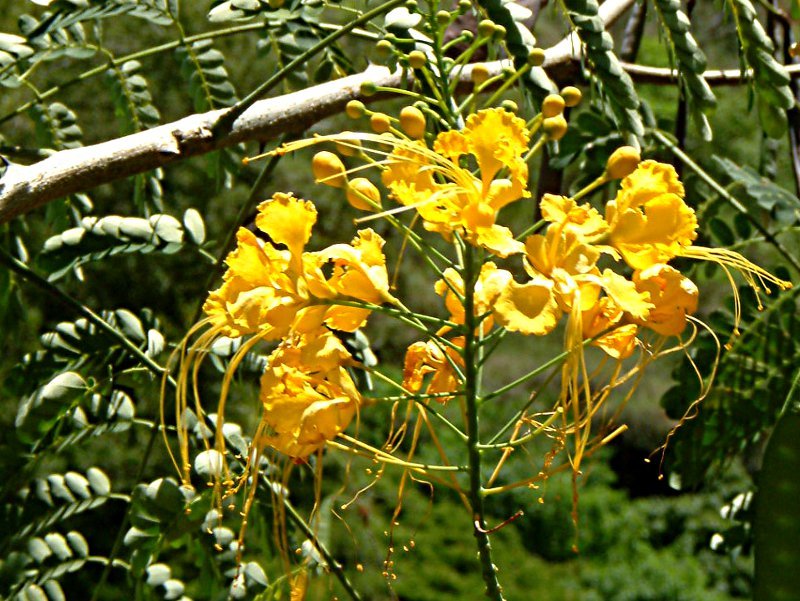 Yellow flowers of Caesalpina