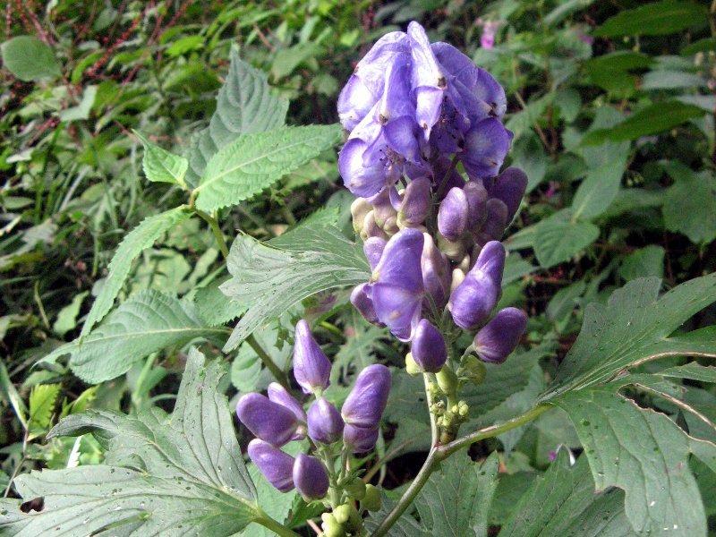 Aconite Aconitum Japonicum Subsp Japonicum Flower Database