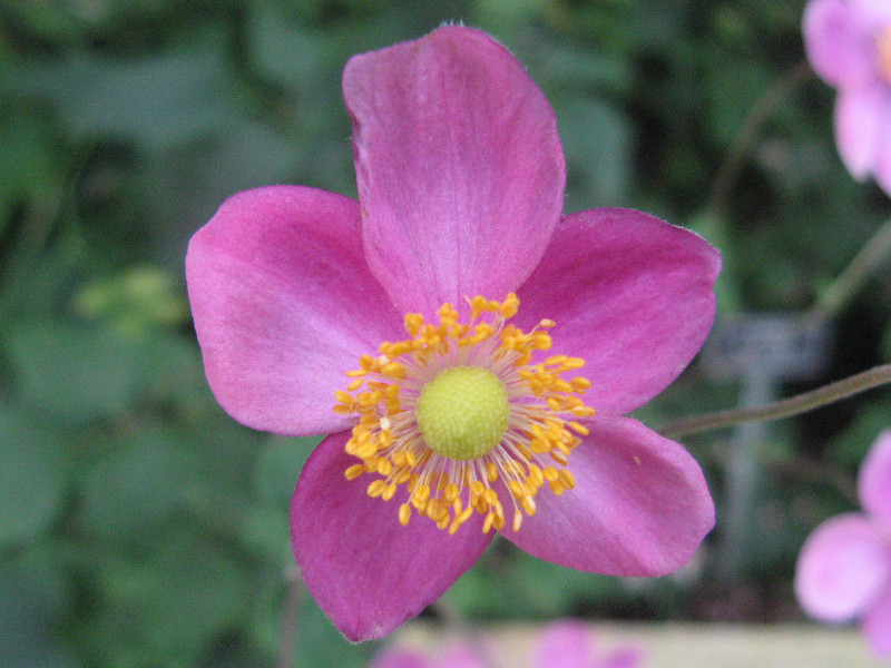 シュウメイギク Anemone Hupehensis Var Japonica かぎけん花図鑑