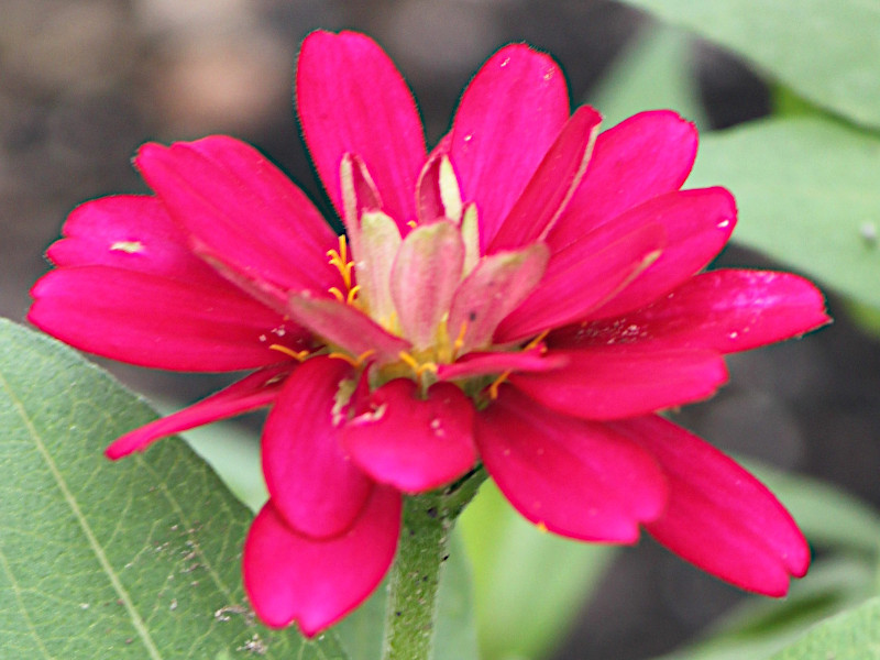 Zinnia elegans