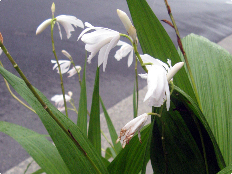 Bletilla striata 