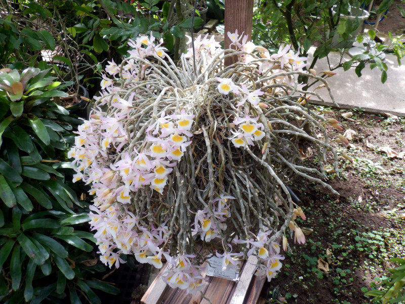 Dendrobium polyanthum