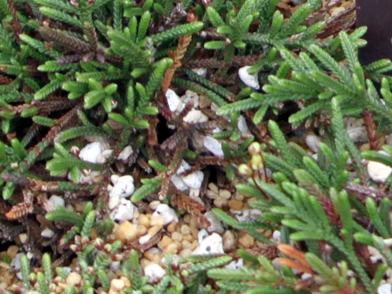 Clubmoss mountain heather