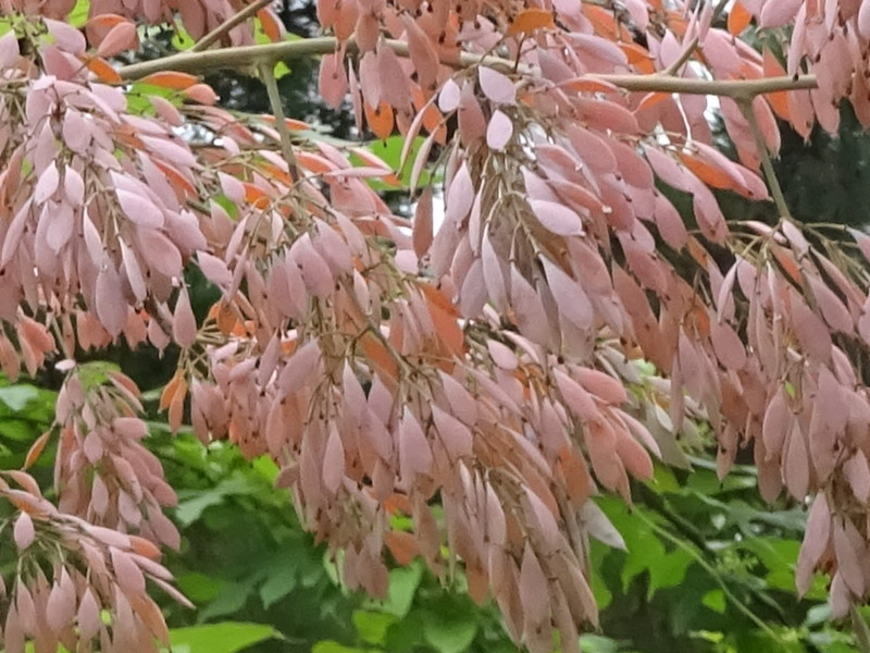 Macleaya cordata