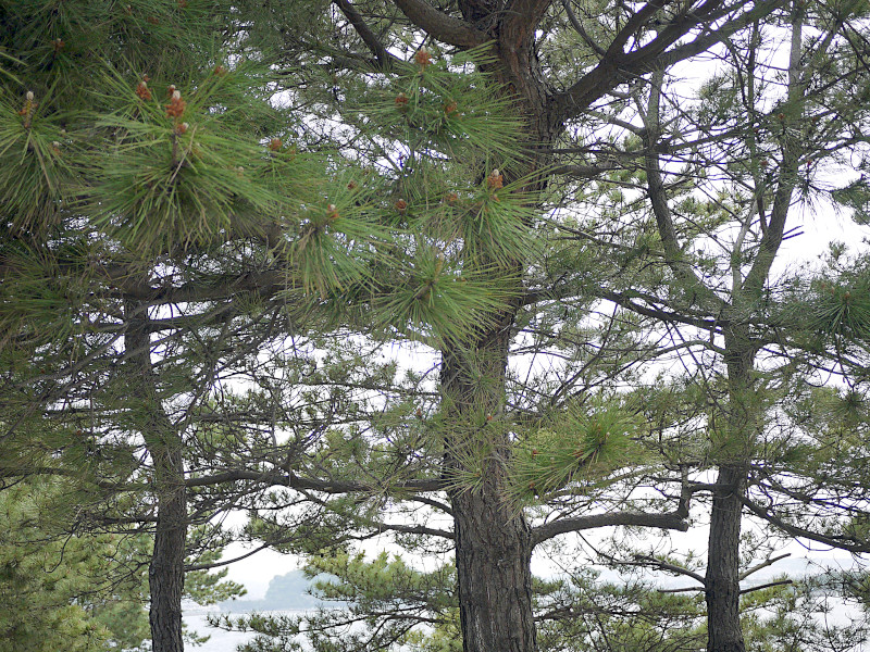 Japanese black pine