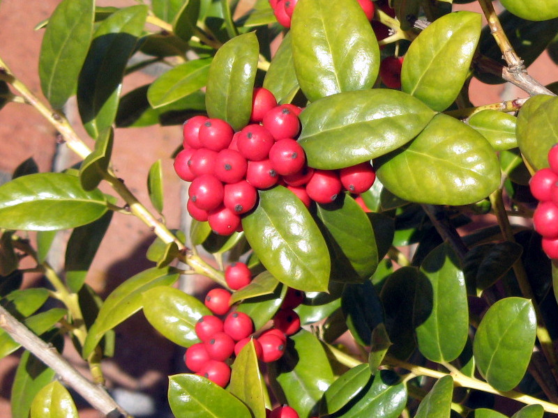 セイヨウヒイラギ Ilex Aquifolium かぎけん花図鑑