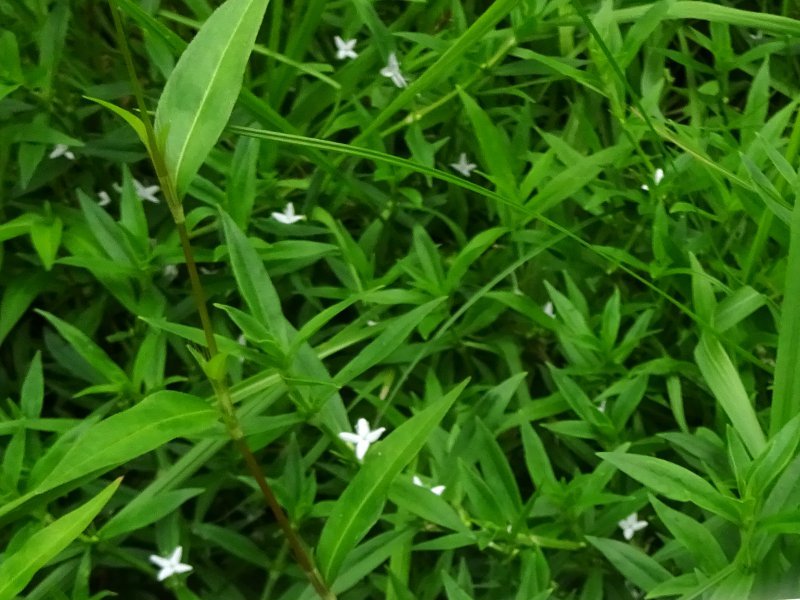 Virginia buttonweed