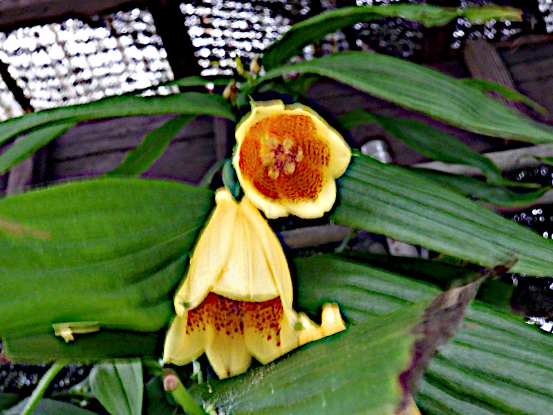 Tricyrtis macranthopsis