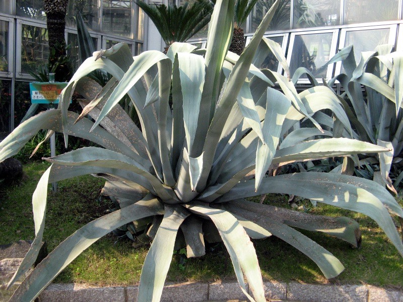 American Aloe