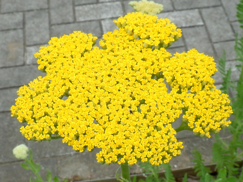 Achillea tomentosa