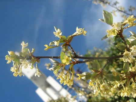 Cherry elaeagnus