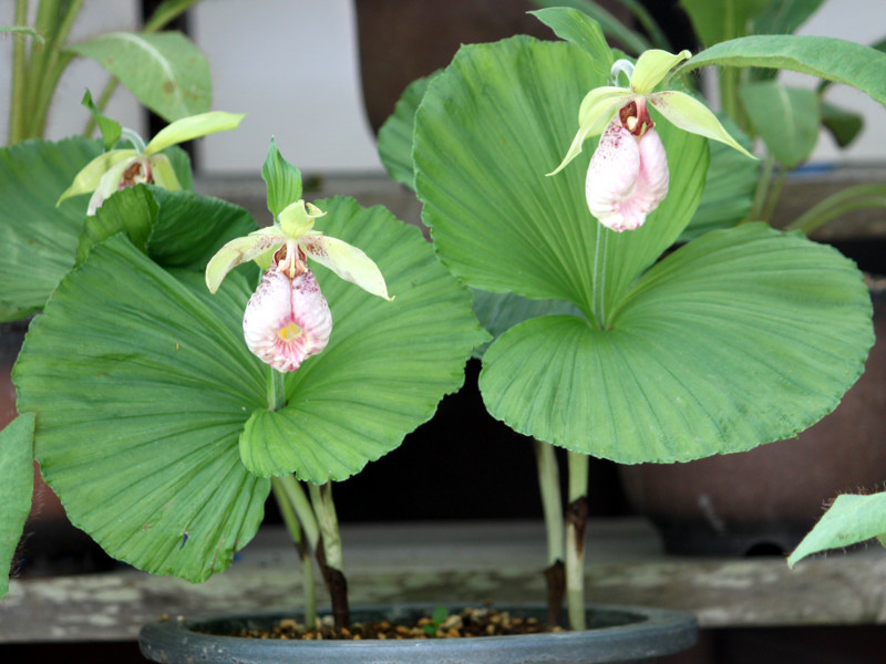 Cypripedium japonicum