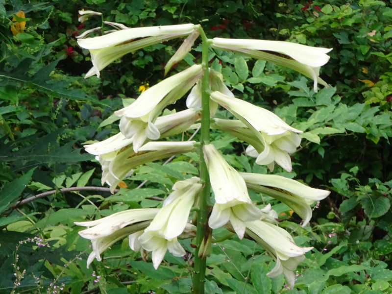 ウバユリ Cardiocrinum Cordatum かぎけん花図鑑