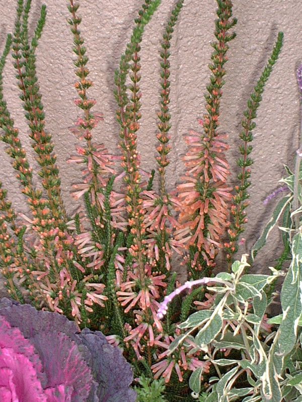 Erica hiemalis 'Christmas Parade'