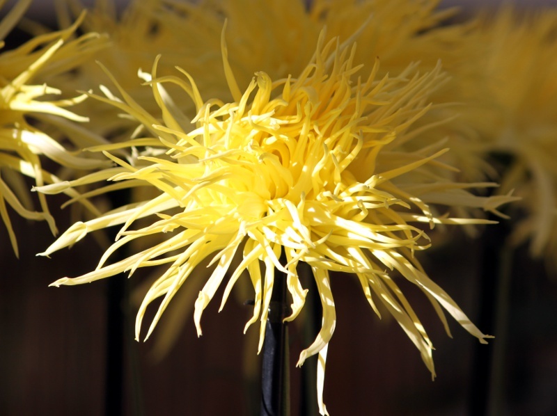 キク Chrysanthemum Morifolium かぎけん花図鑑