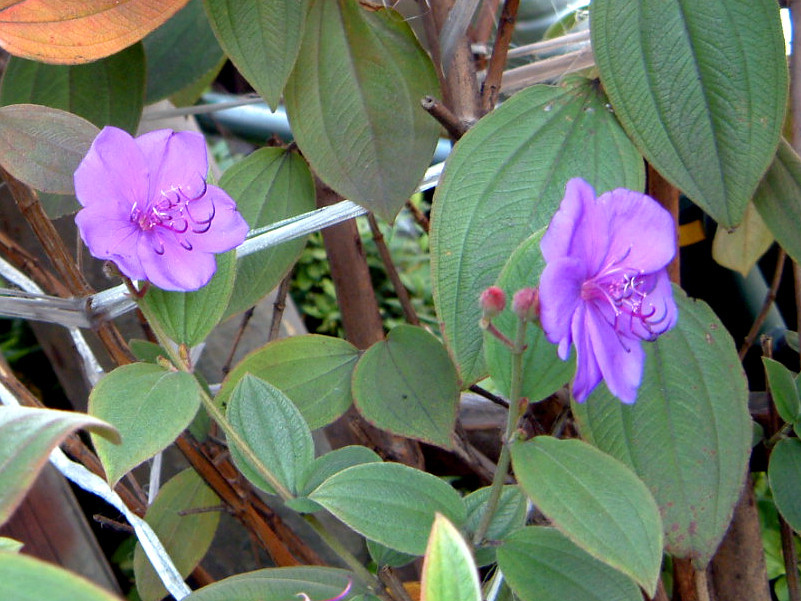 Tibouchina urvilleana