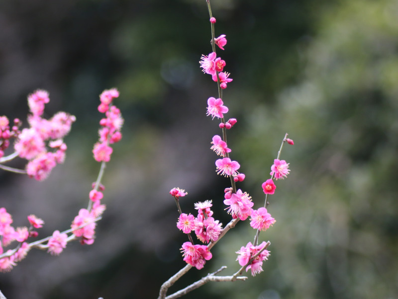 Prunus mume 'Osakazuki'