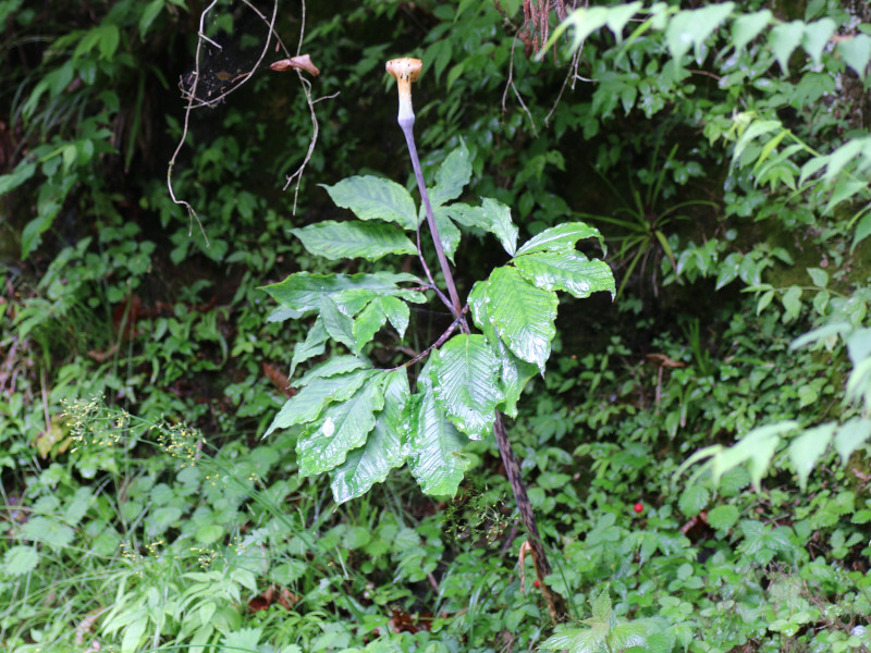 Jack in the pulpit