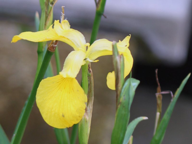 Iris pseudacorus