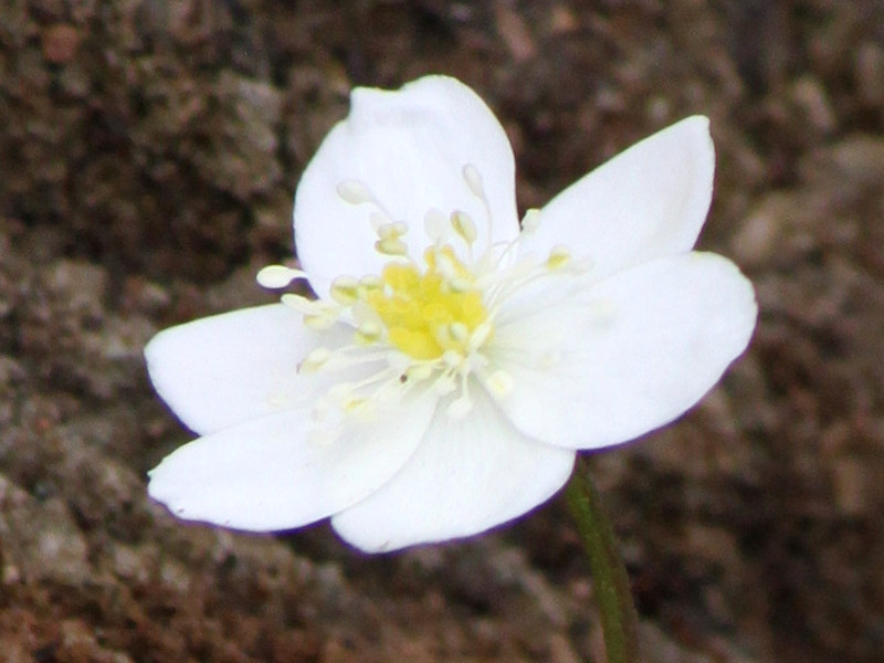 鹅掌草 Anemone Flaccida 科技研花图画书