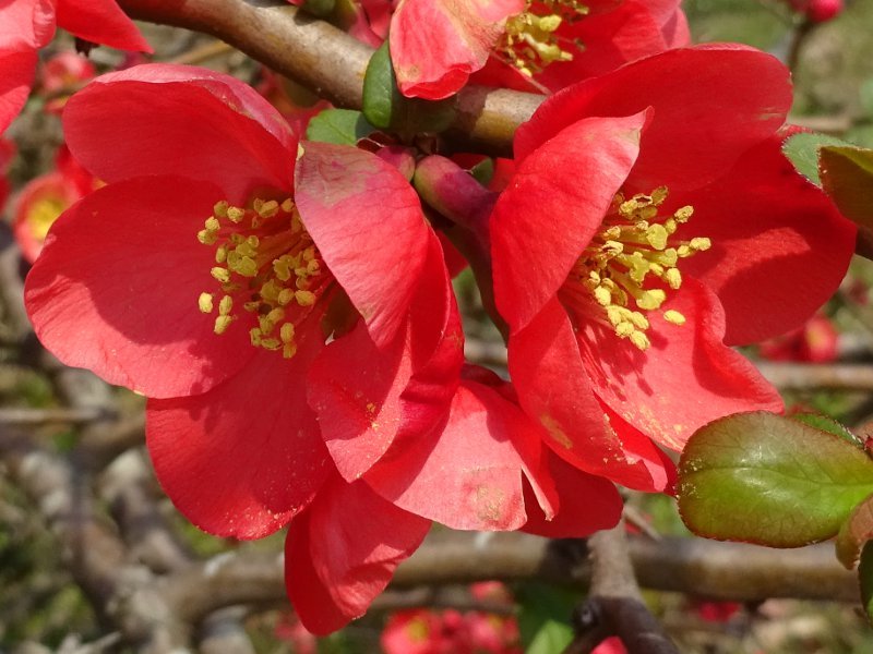 Flowering quince